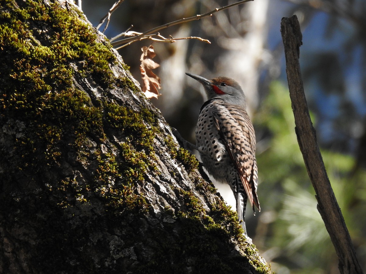 Northern Flicker - ML630512778