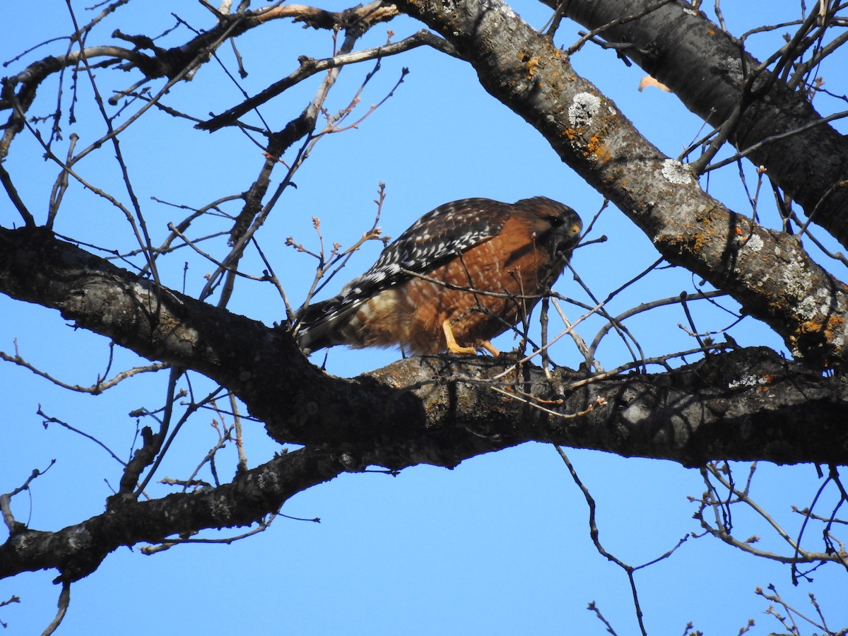 Red-shouldered Hawk - ML630512832