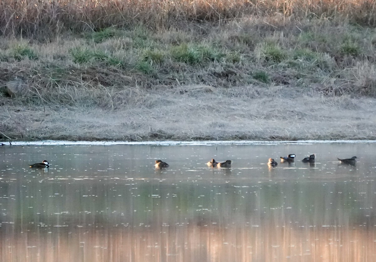 Hooded Merganser - ML630512941