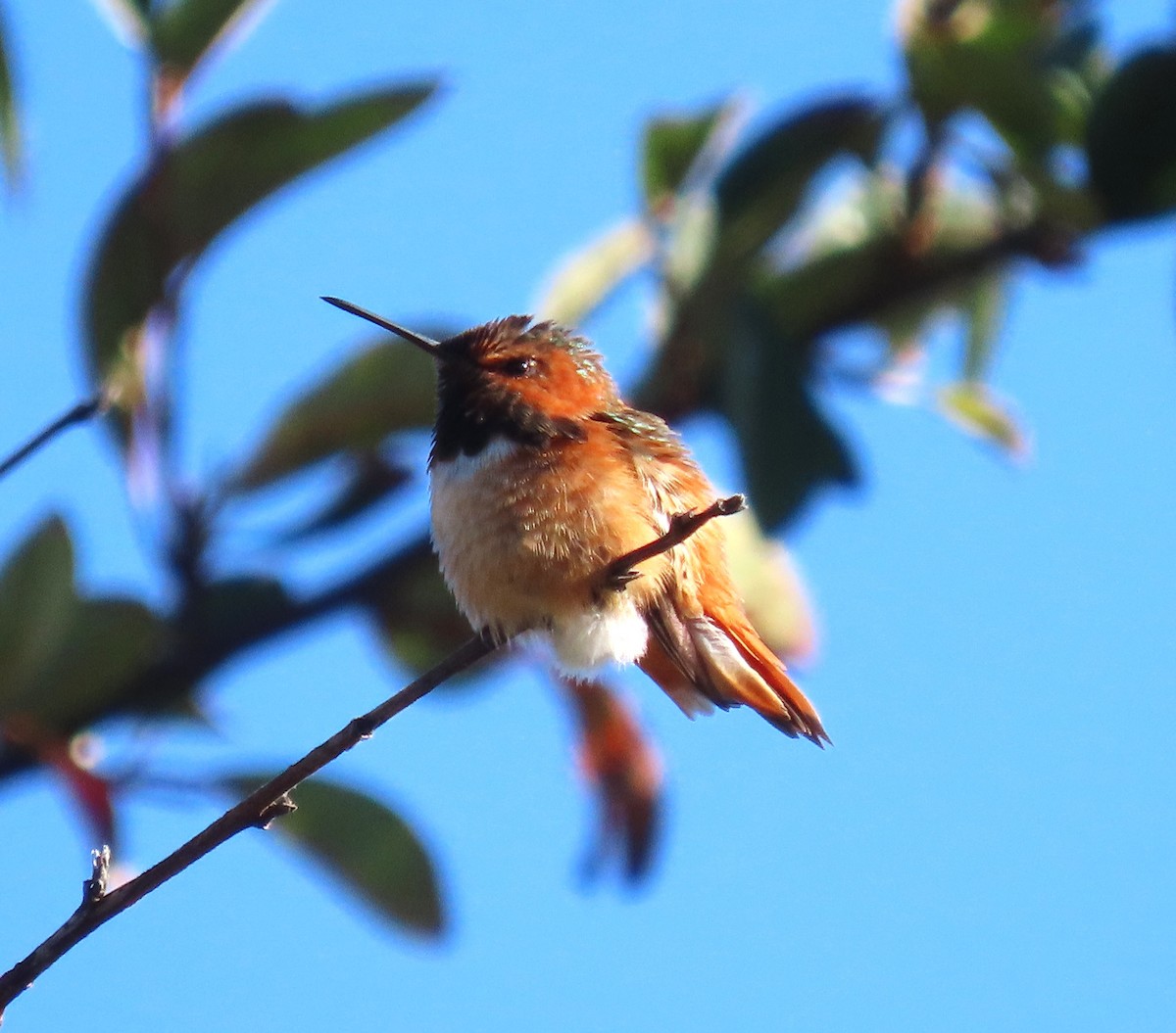 Allen's Hummingbird - ML630513108