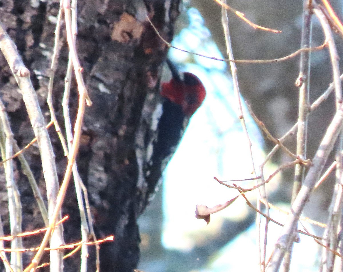 Red-breasted Sapsucker - ML630513123