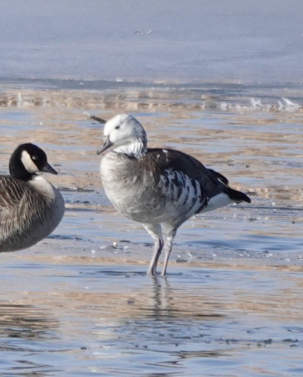 Snow/Ross's x Cackling/Canada Goose (hybrid) - ML630513373