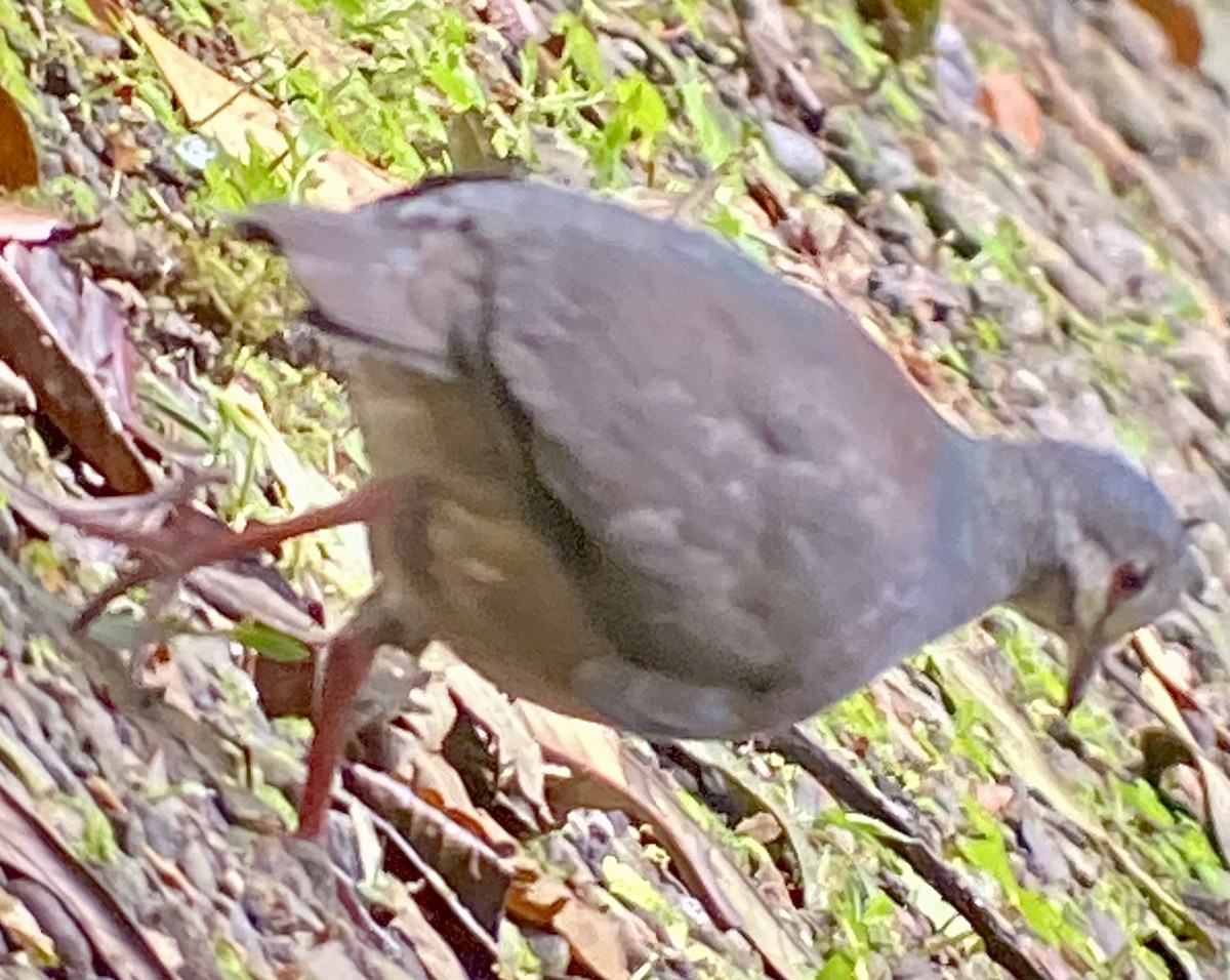 Purplish-backed Quail-Dove - ML630513375