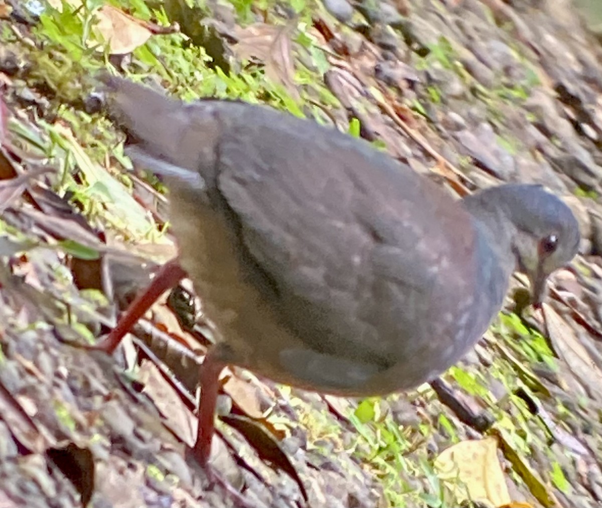 Purplish-backed Quail-Dove - ML630513376