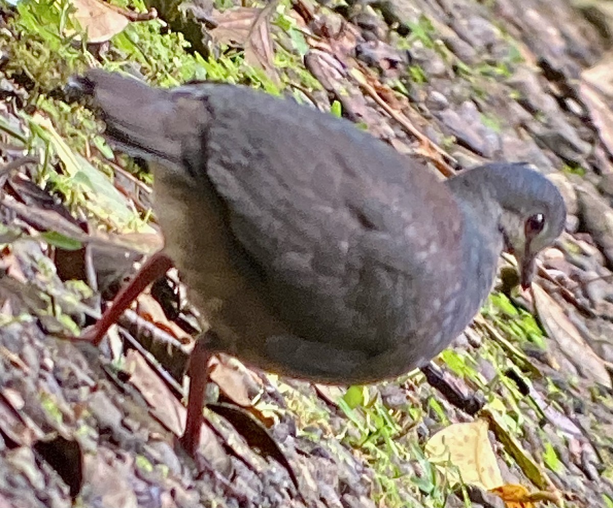 Purplish-backed Quail-Dove - ML630513377