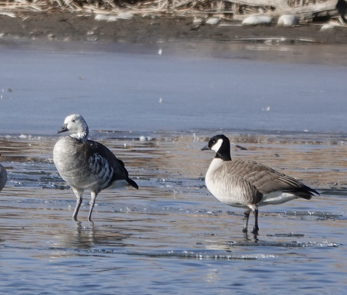 Snow/Ross's x Cackling/Canada Goose (hybrid) - ML630513398