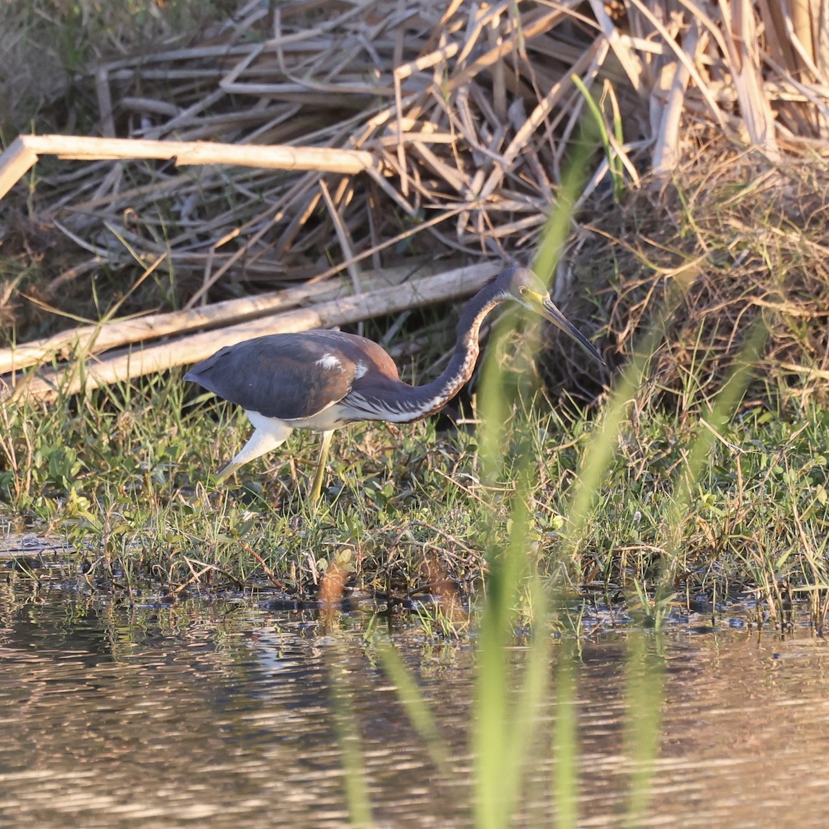 Tricolored Heron - ML630513408