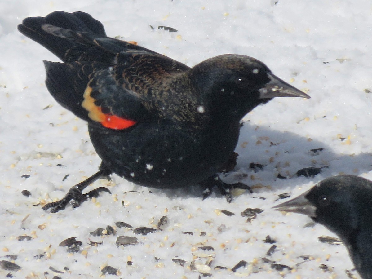 Red-winged Blackbird - ML630513732
