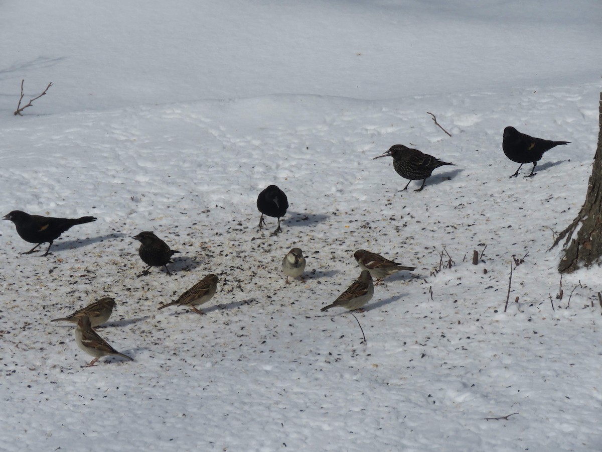 Red-winged Blackbird - ML630513733