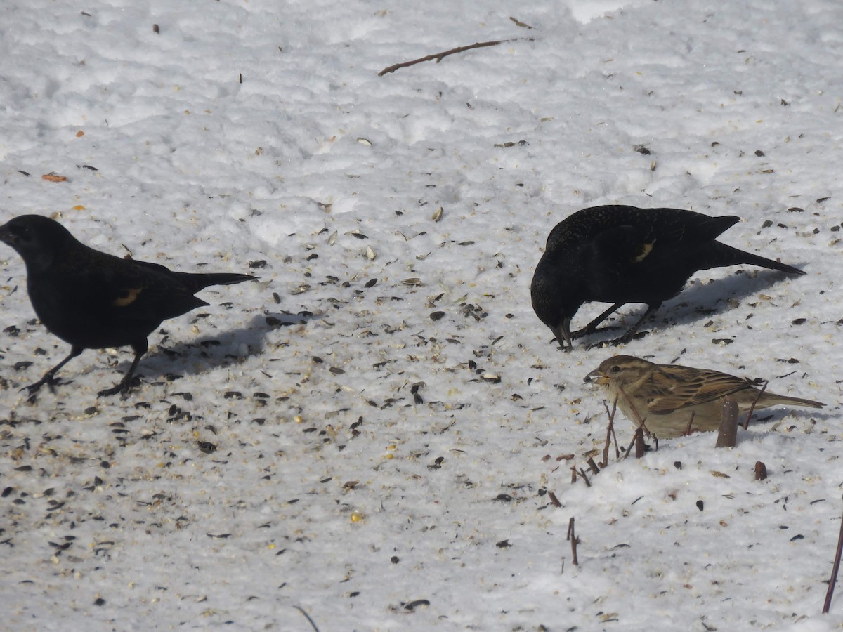 Red-winged Blackbird - ML630513734
