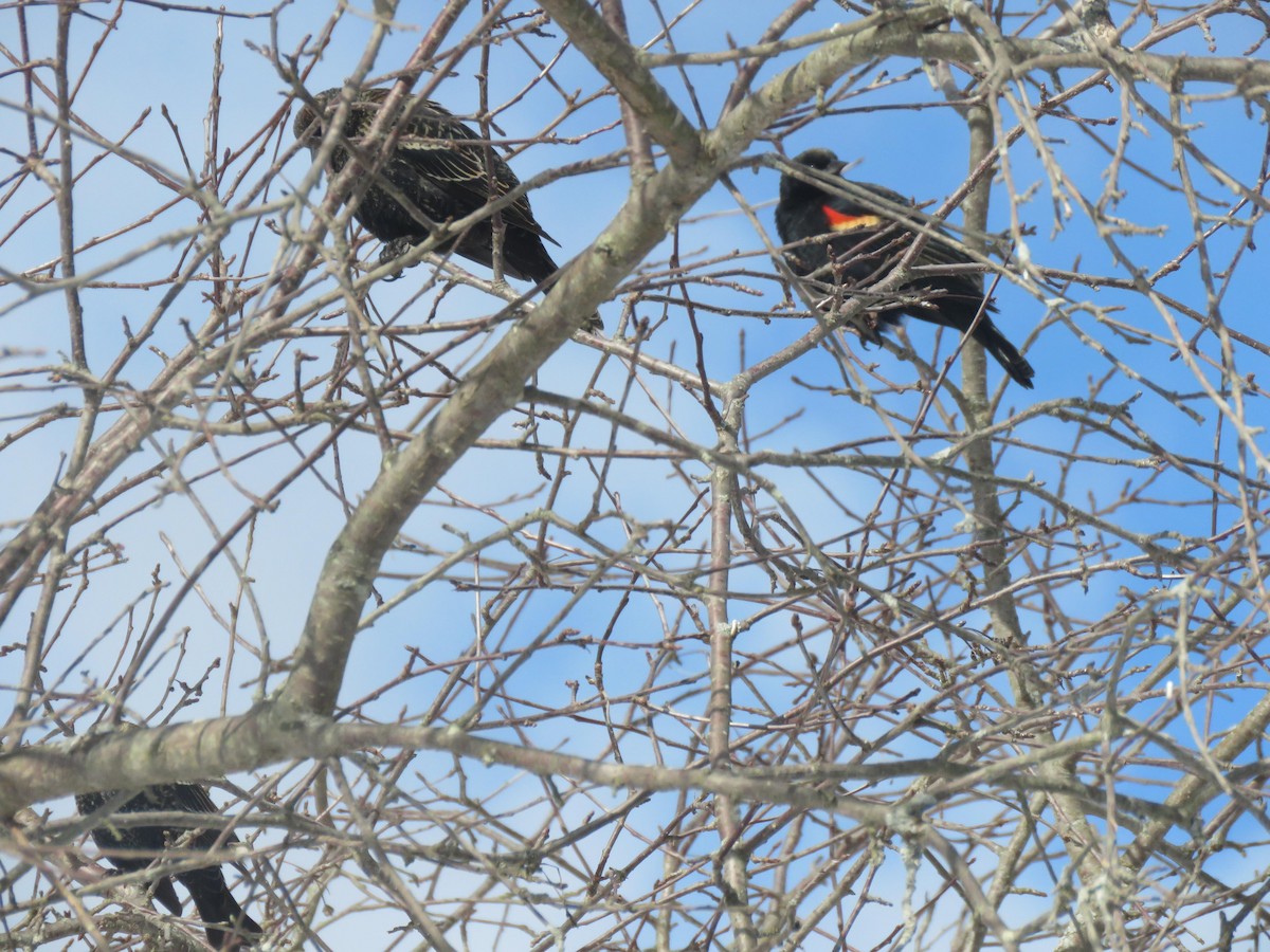Red-winged Blackbird - ML630513735
