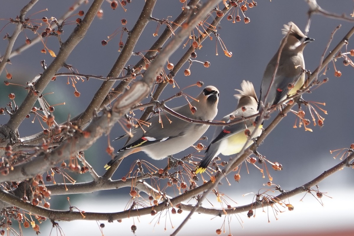 Bohemian Waxwing - Joseph Hammerle
