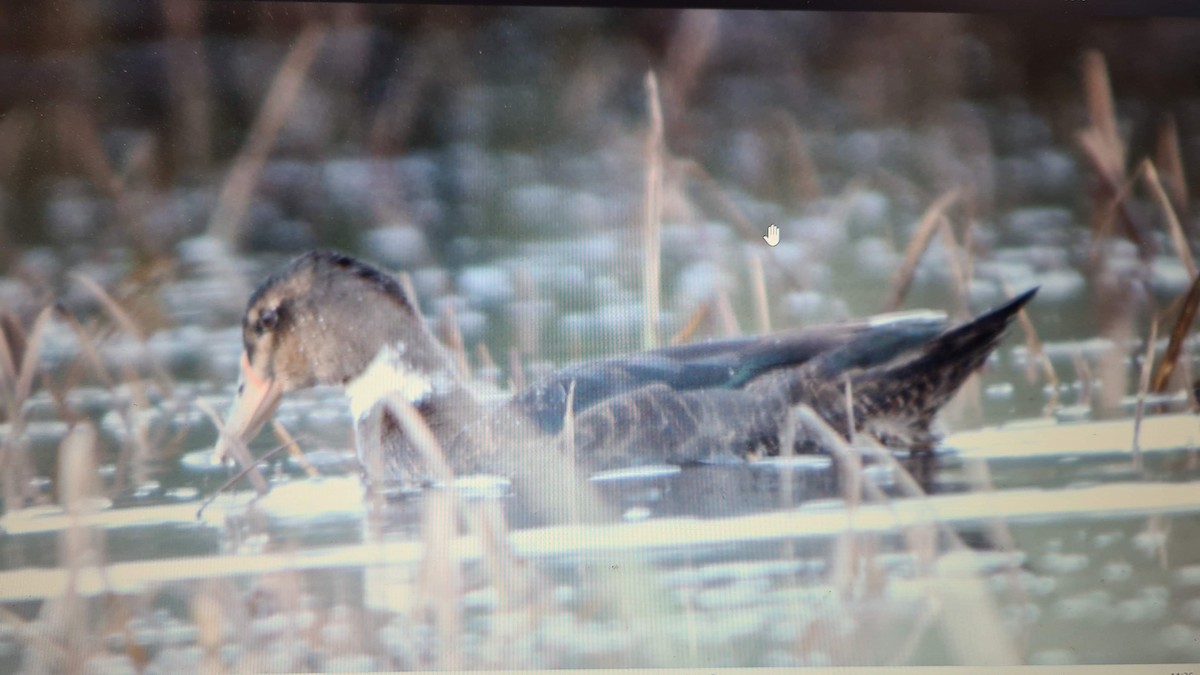 Mallard - ML630514407