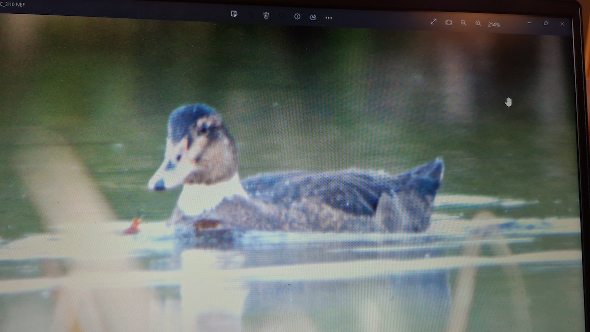 Mallard - ML630514408