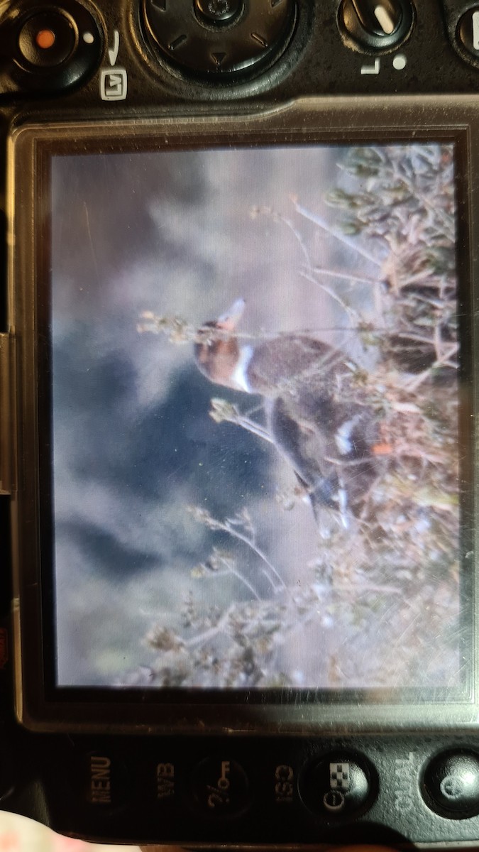 Mallard - ML630514409