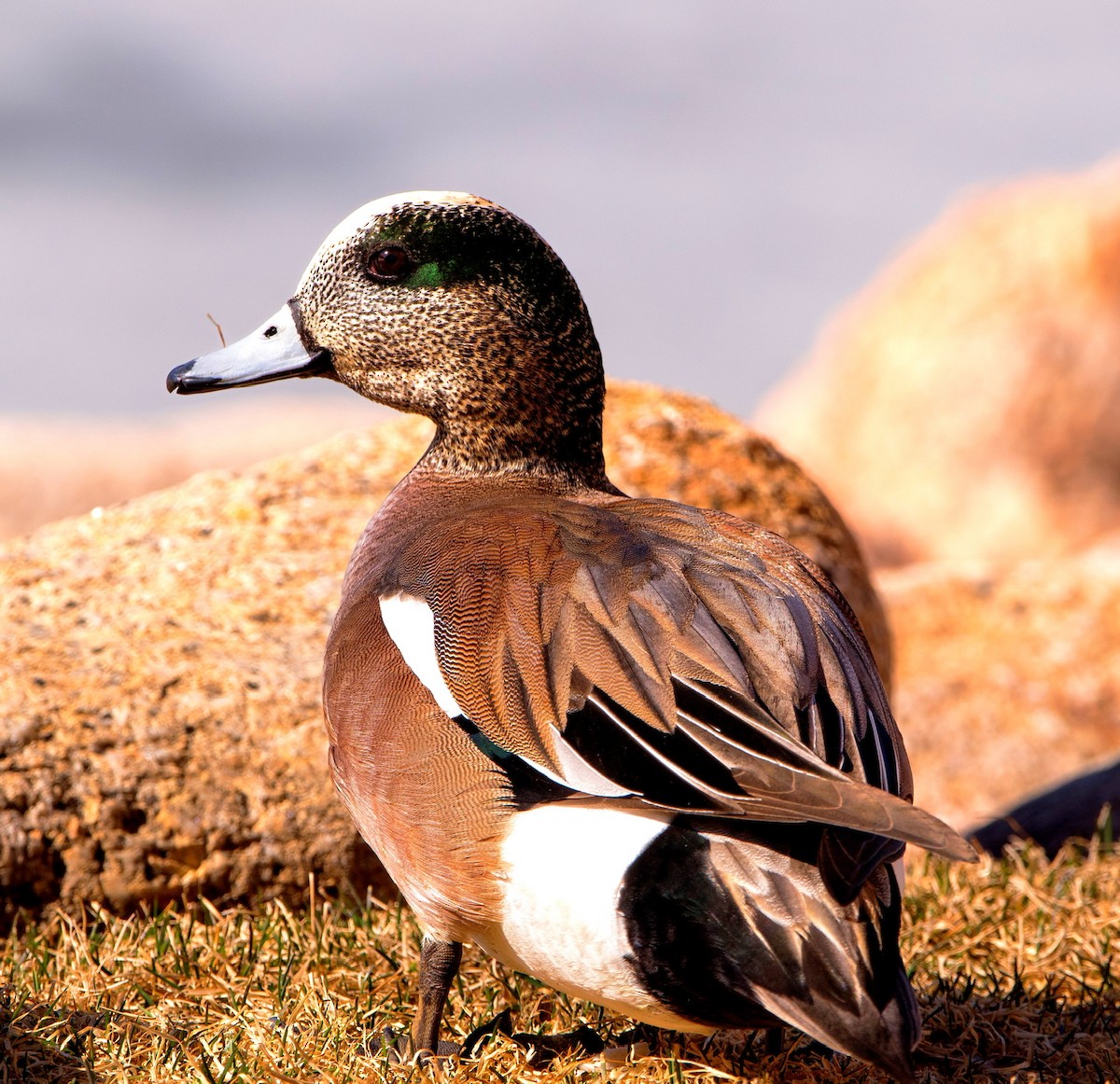 American Wigeon - ML630514753