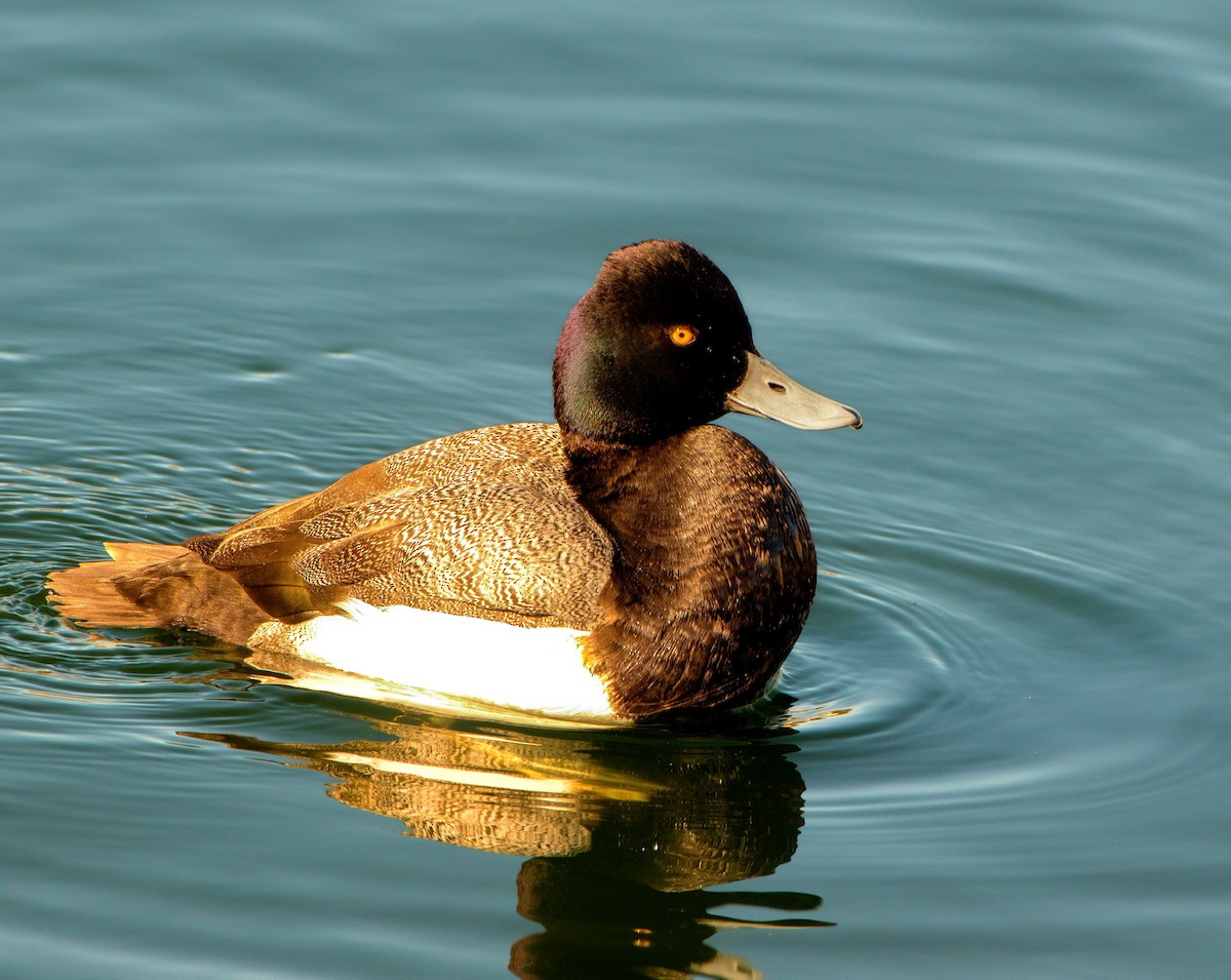 Lesser Scaup - ML630514780