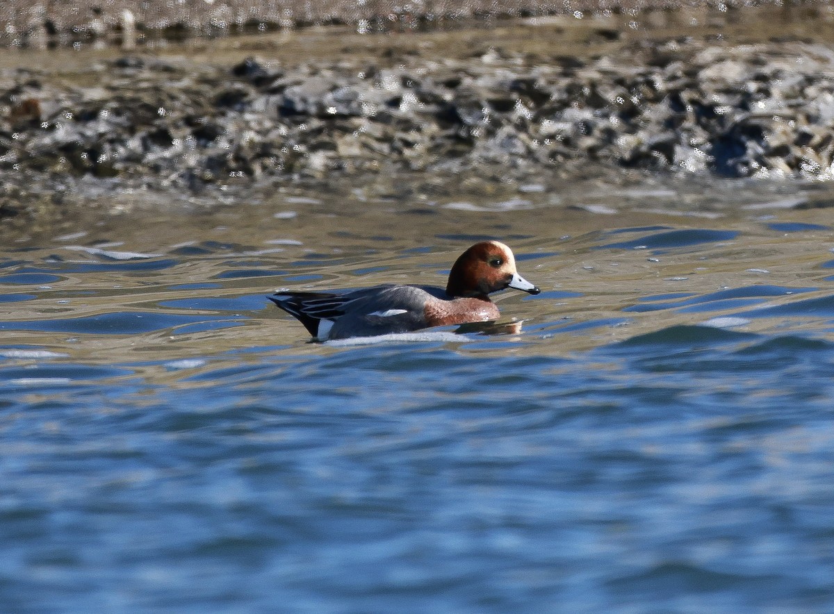 Eurasian Wigeon - ML630515019