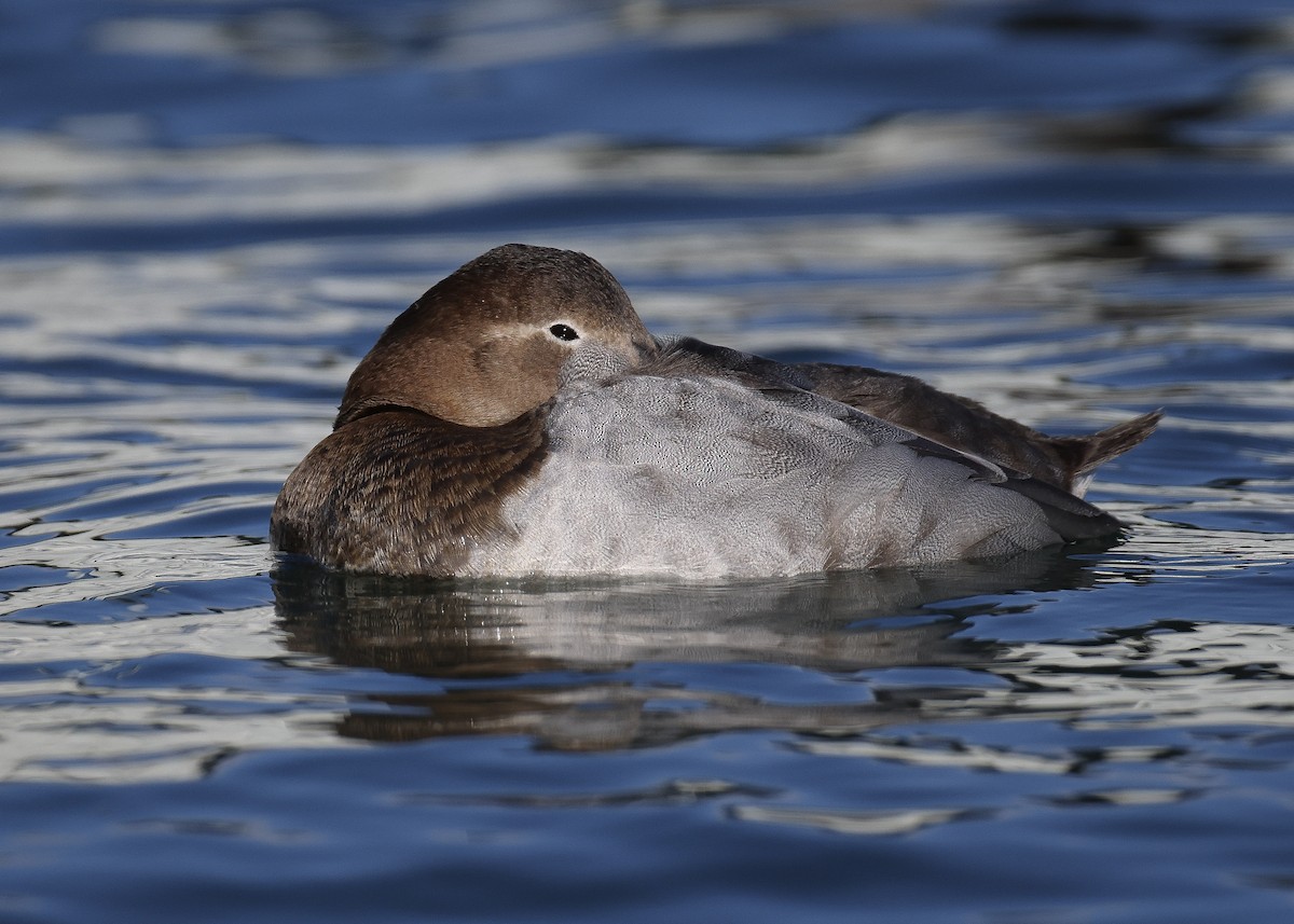 Canvasback - ML630515029