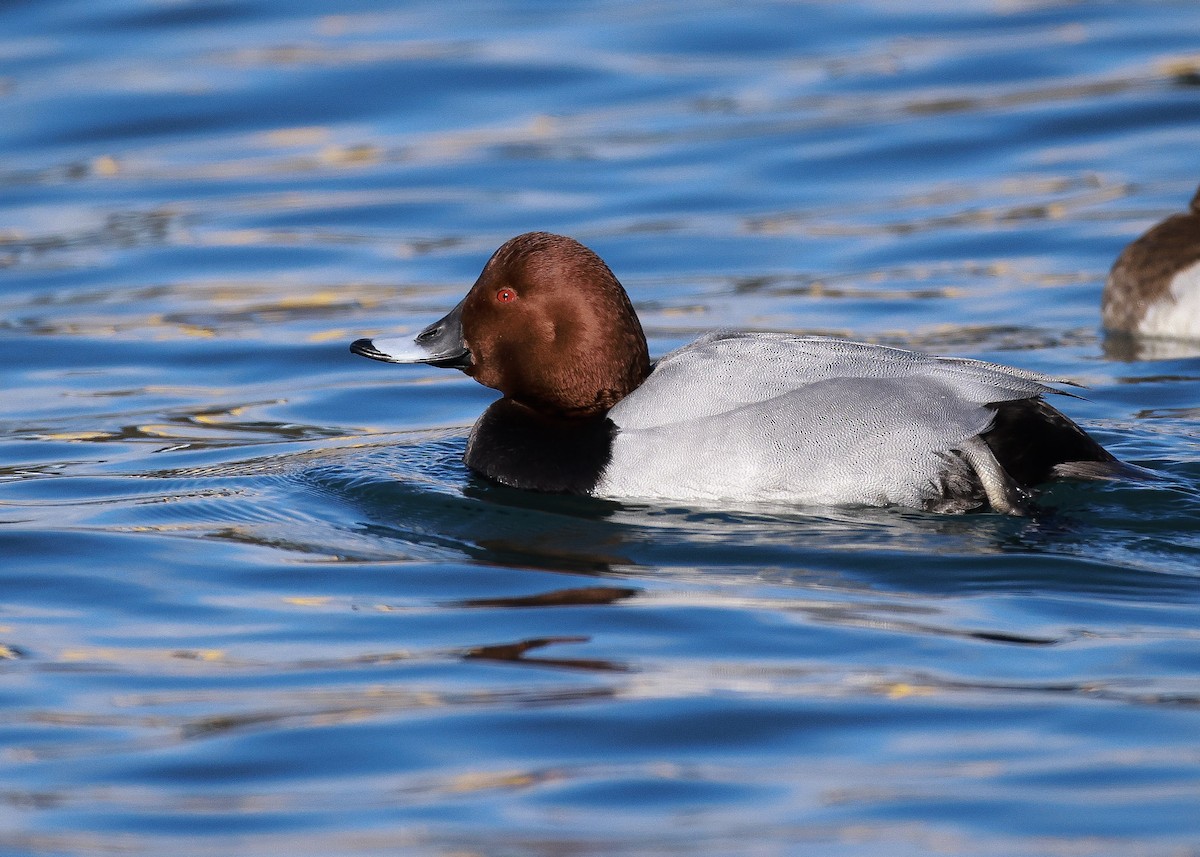 Common Pochard - ML630515039