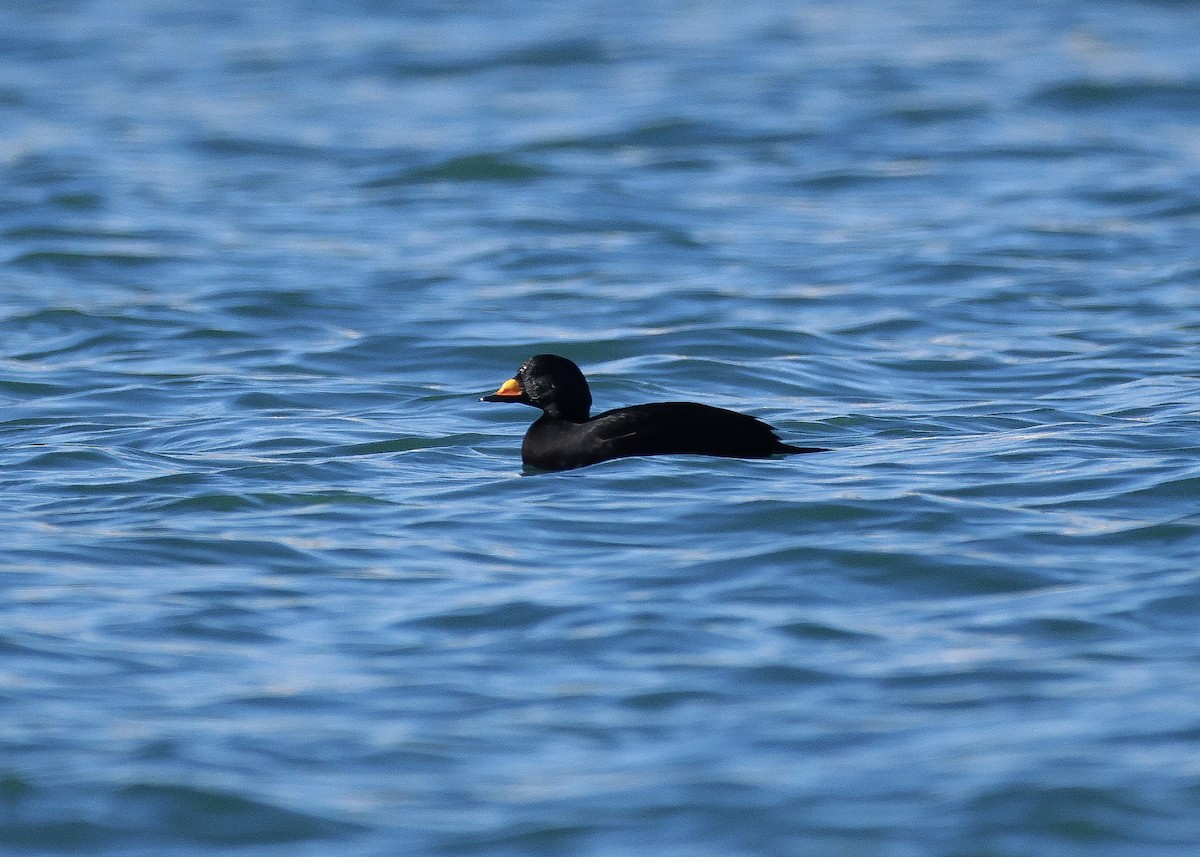 Black Scoter - ML630515051
