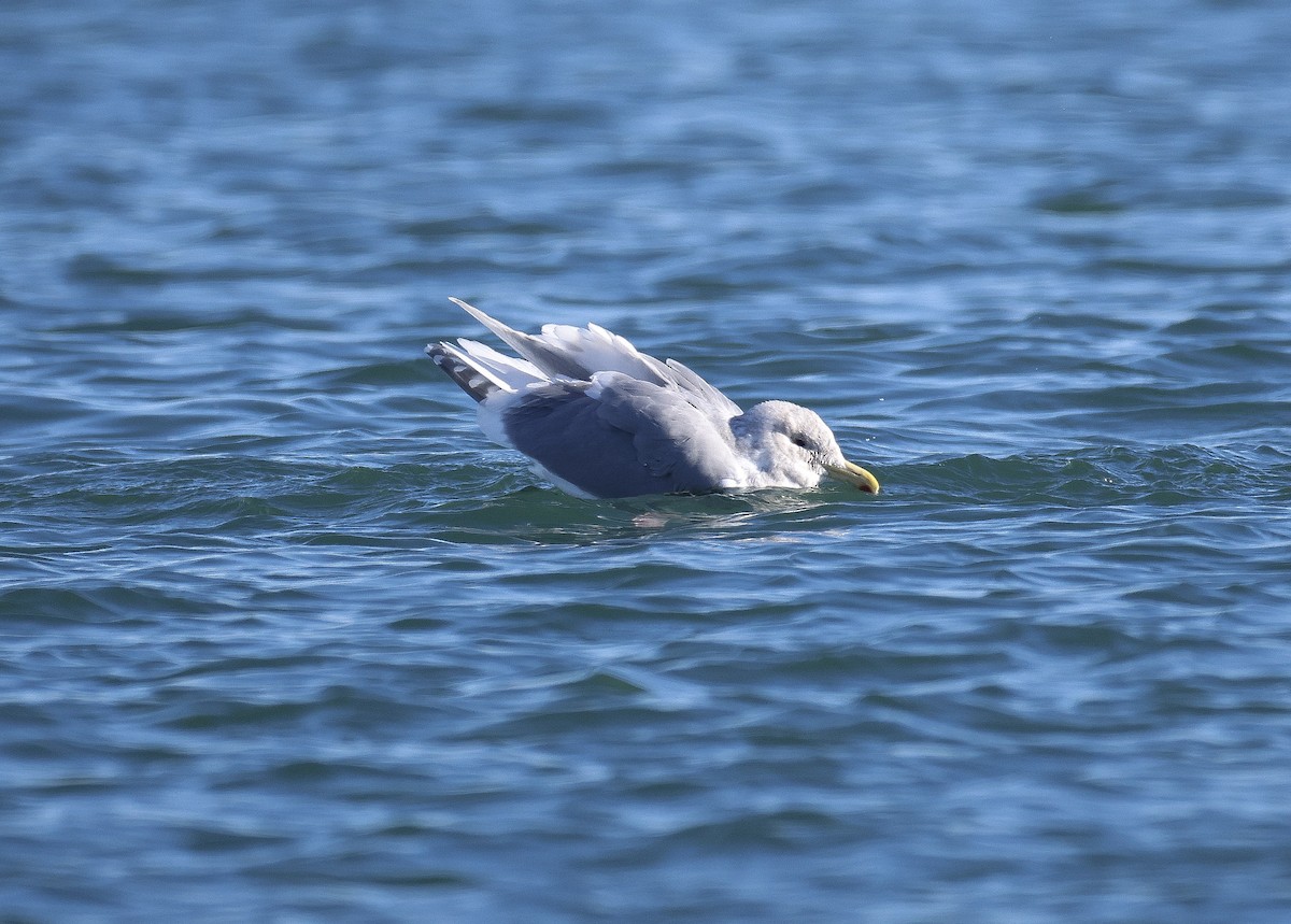 Glaucous-winged Gull - ML630515059