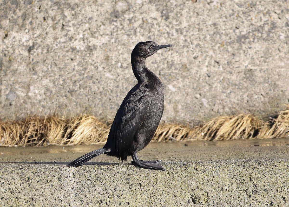 Pelagic Cormorant - ML630515072