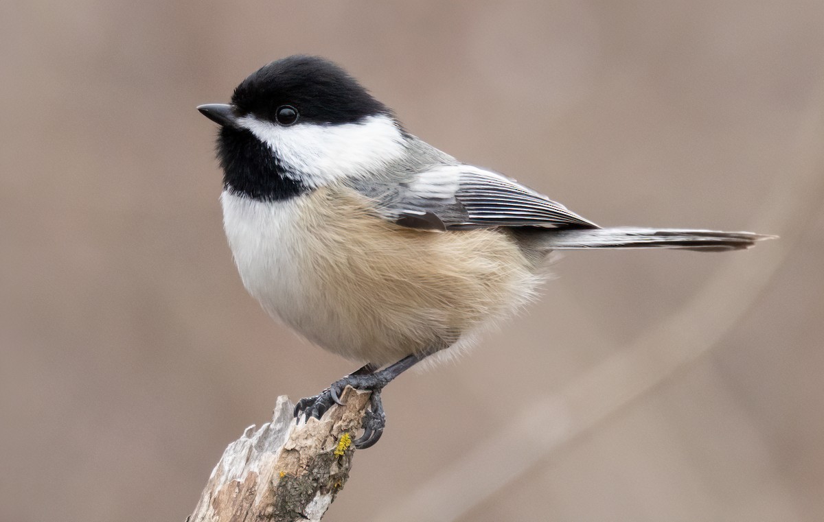 Black-capped Chickadee - ML630515704