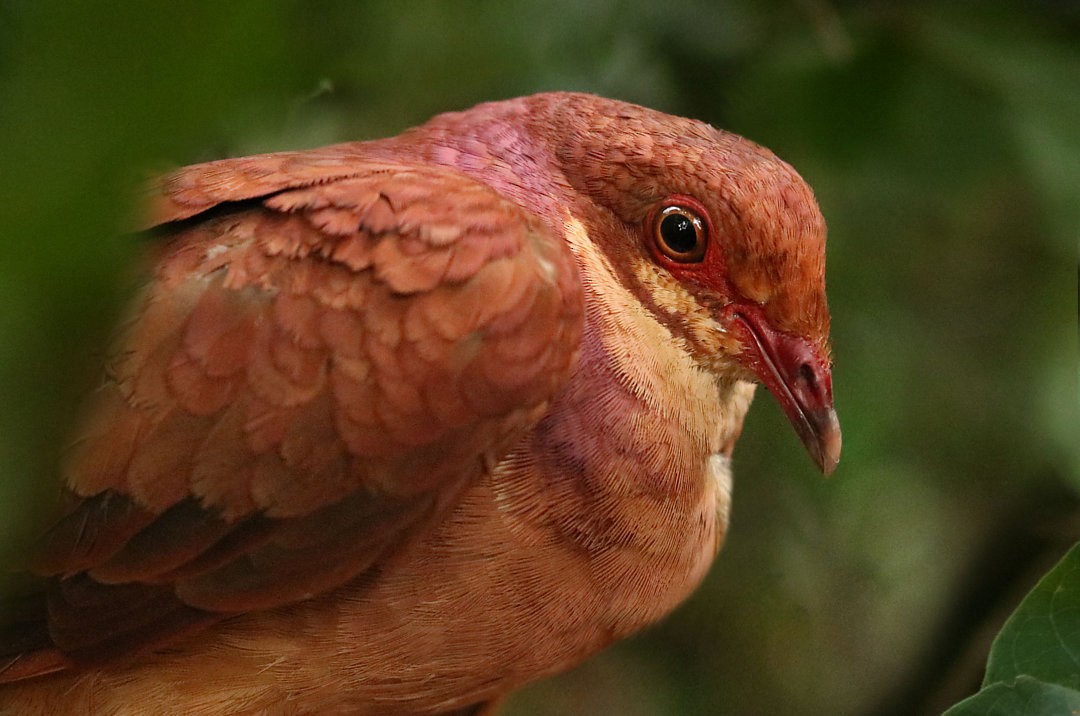 Ruddy Quail-Dove - ML630515728