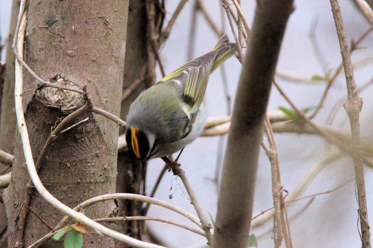 Golden-crowned Kinglet - ML630515833
