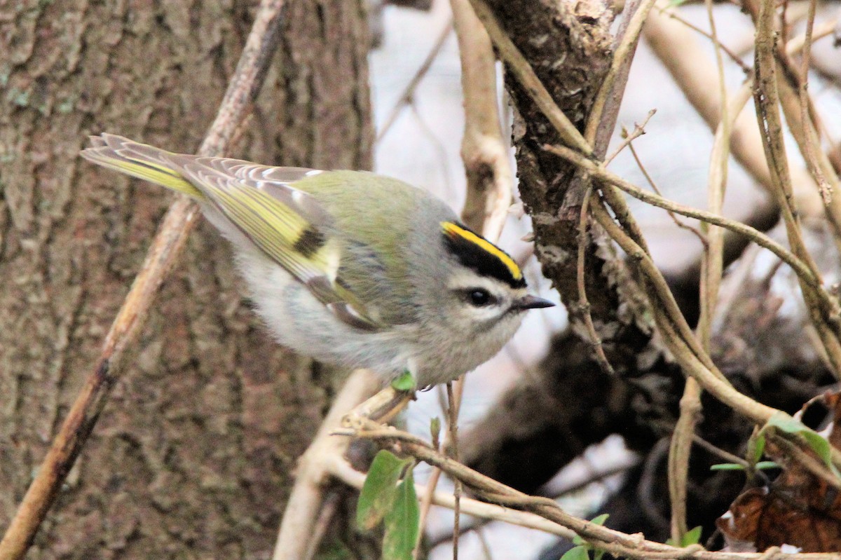Golden-crowned Kinglet - ML630515840