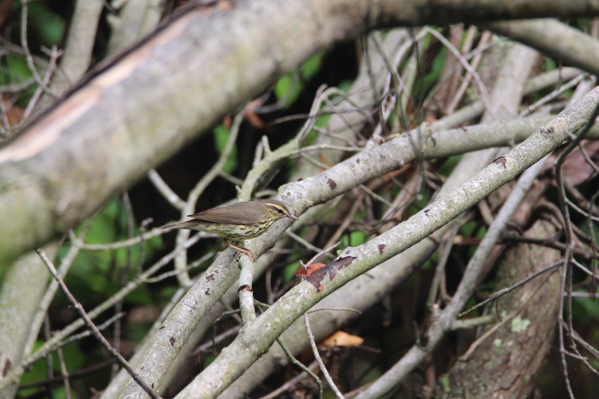 Northern Waterthrush - ML630515958