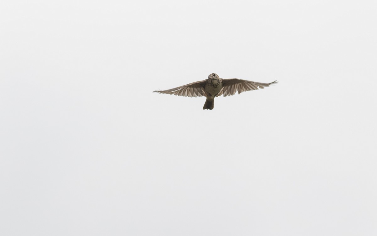 Mountain Pipit - ML630516074