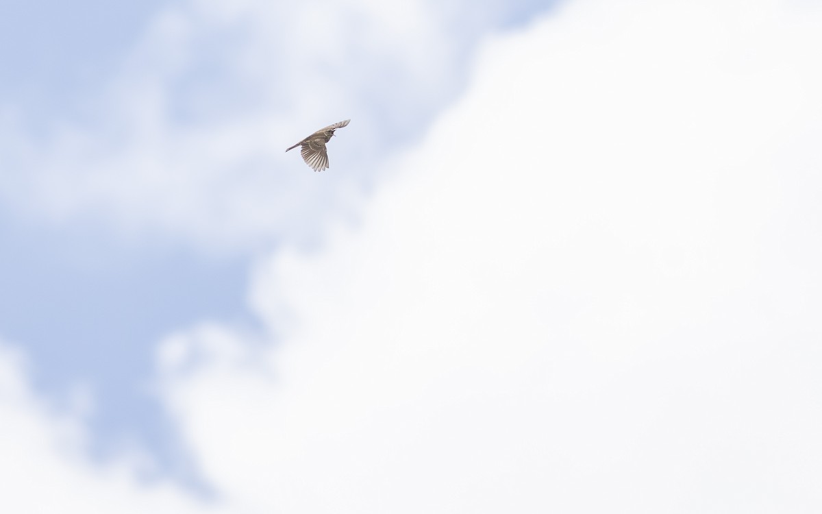Mountain Pipit - ML630516075