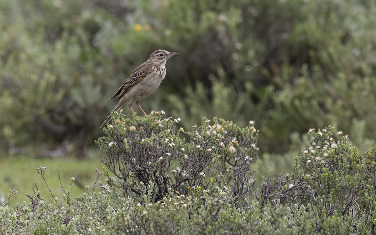 Mountain Pipit - ML630516080