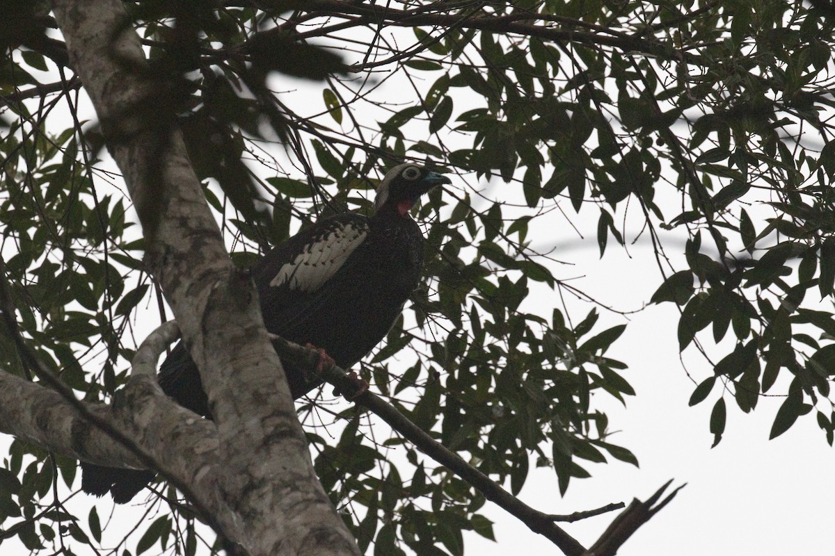 Black-fronted Piping-Guan - ML630516253