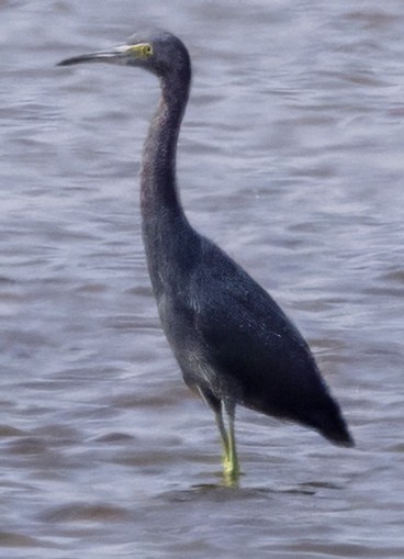 Little Blue Heron - ML630516258