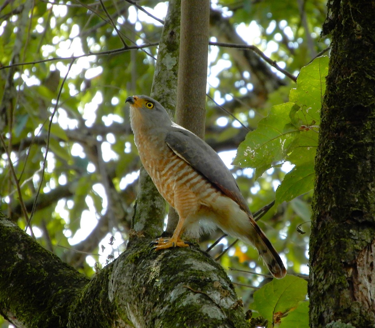 Roadside Hawk - ML630516489