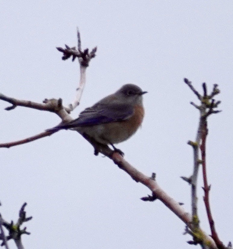Western Bluebird - ML630516564