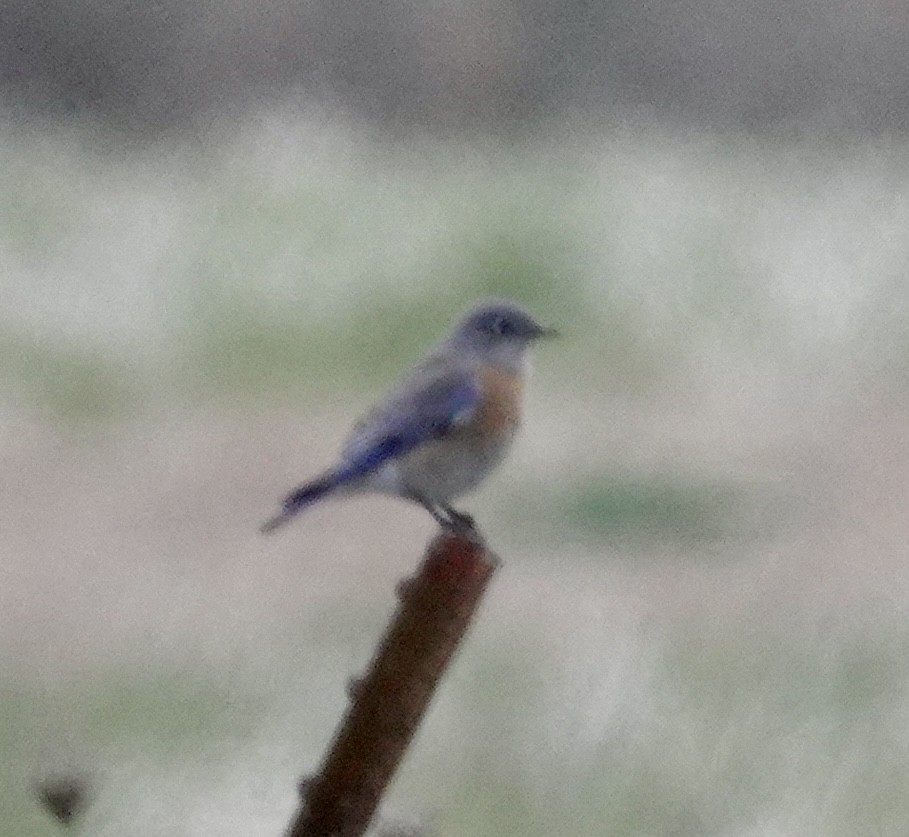 Western Bluebird - ML630516565