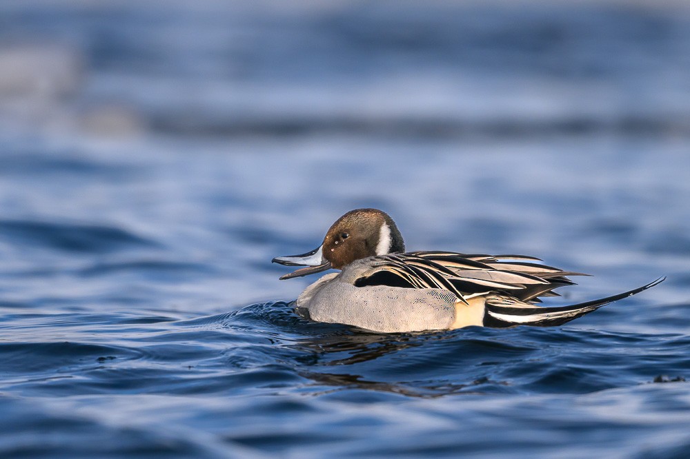 Northern Pintail - ML630516665