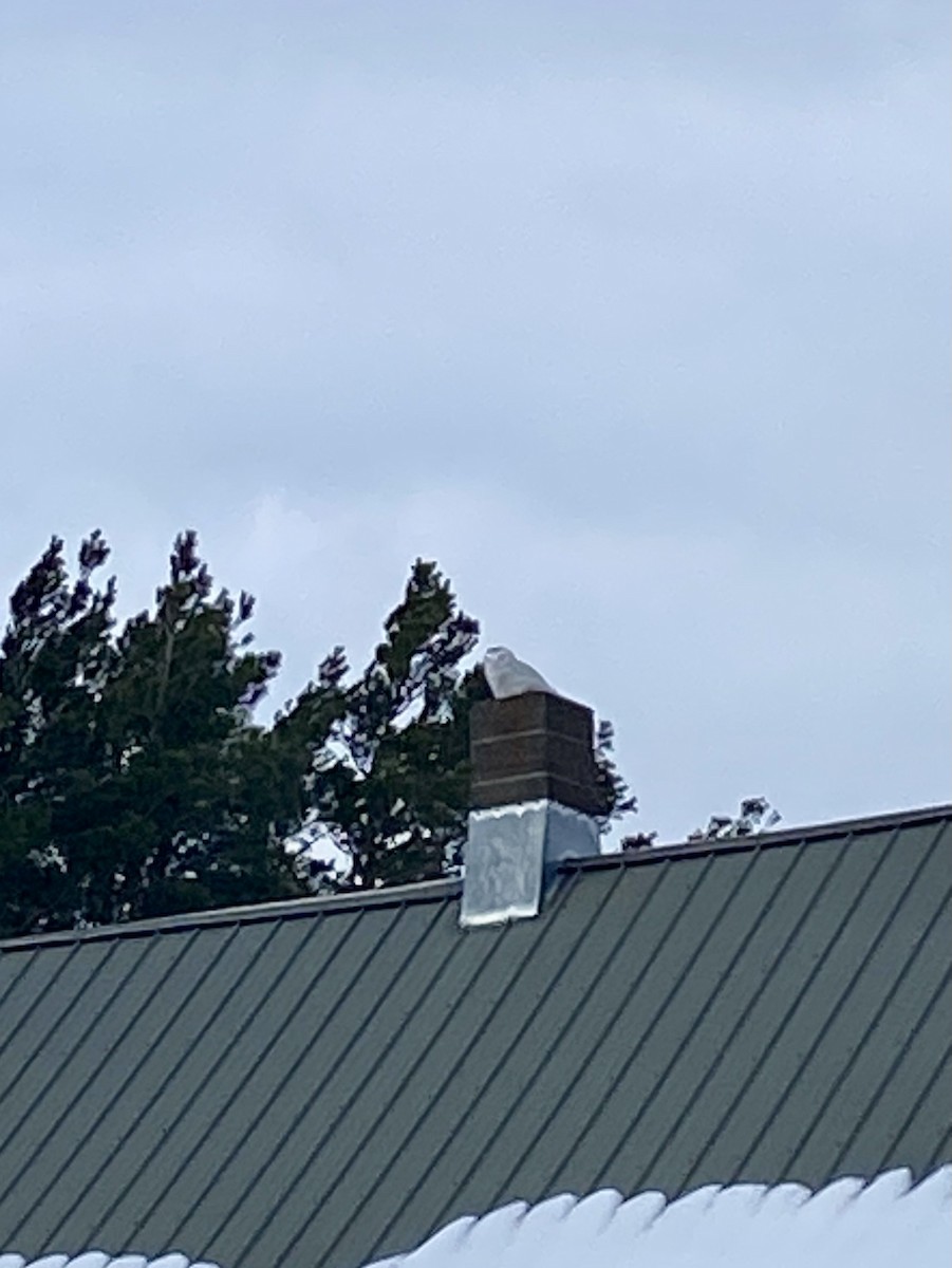 Snowy Owl - ML630516675