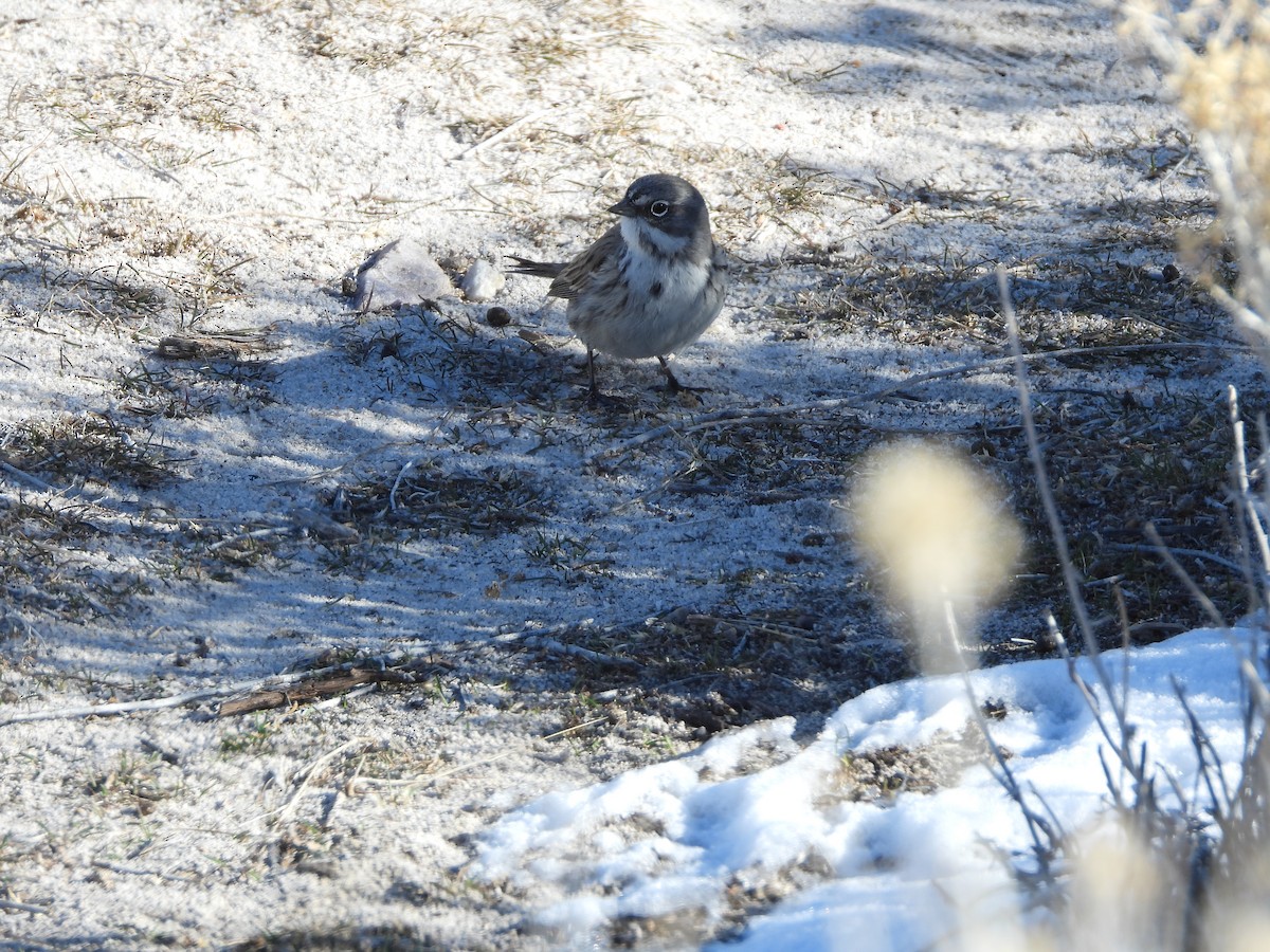 Sagebrush Sparrow - ML630516950