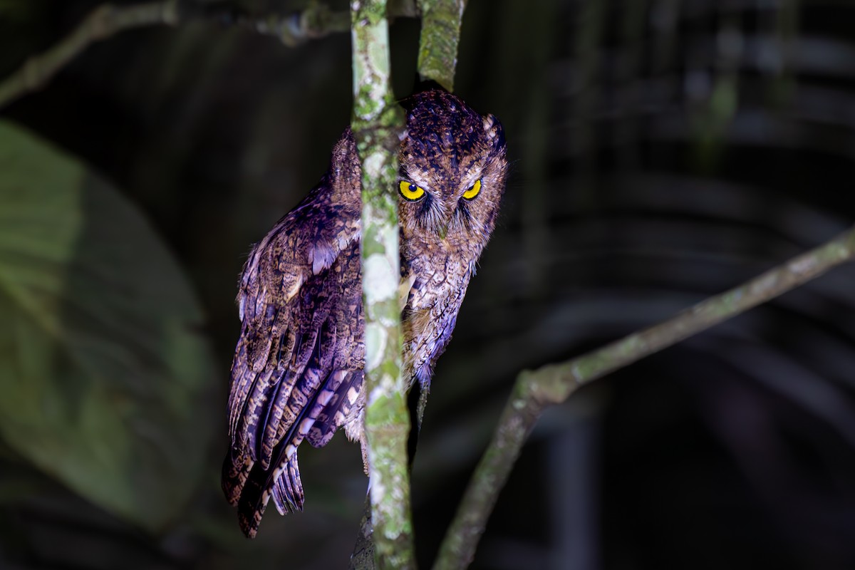 Black-capped Screech-Owl - ML630517355