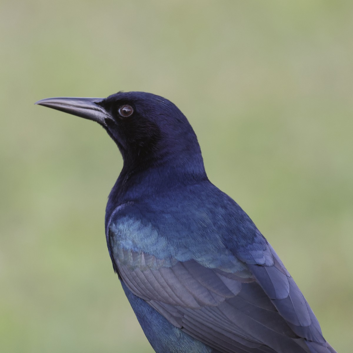 Boat-tailed Grackle (westoni) - ML630517468
