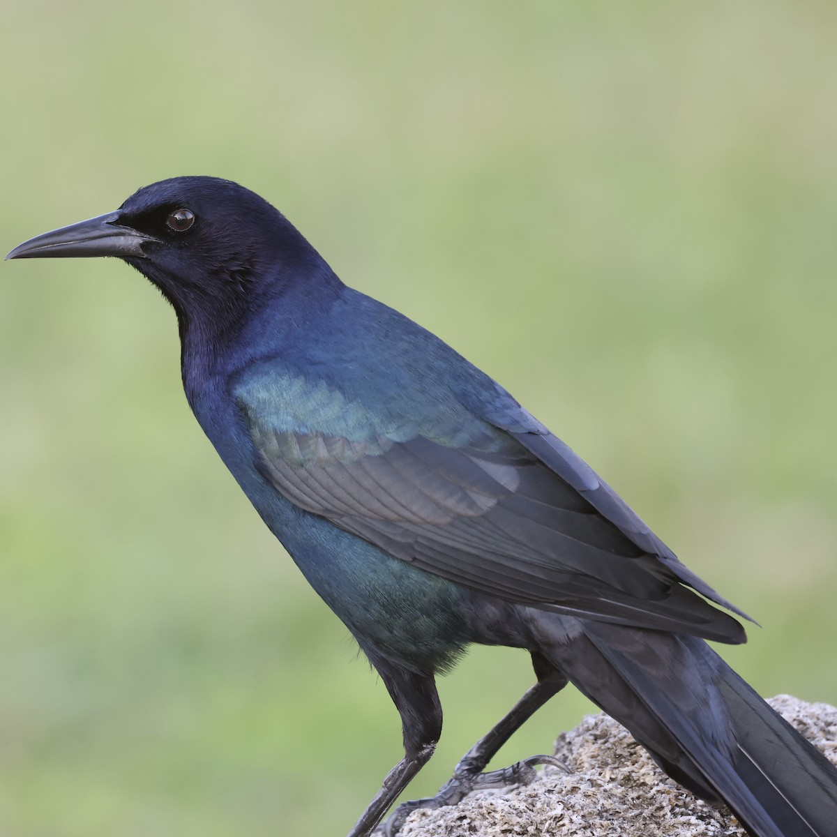 Boat-tailed Grackle (westoni) - ML630517469