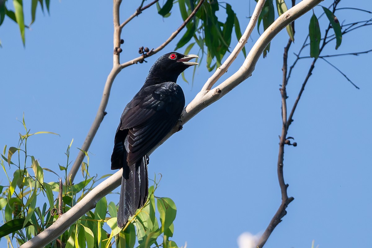Pacific Koel - ML630517537