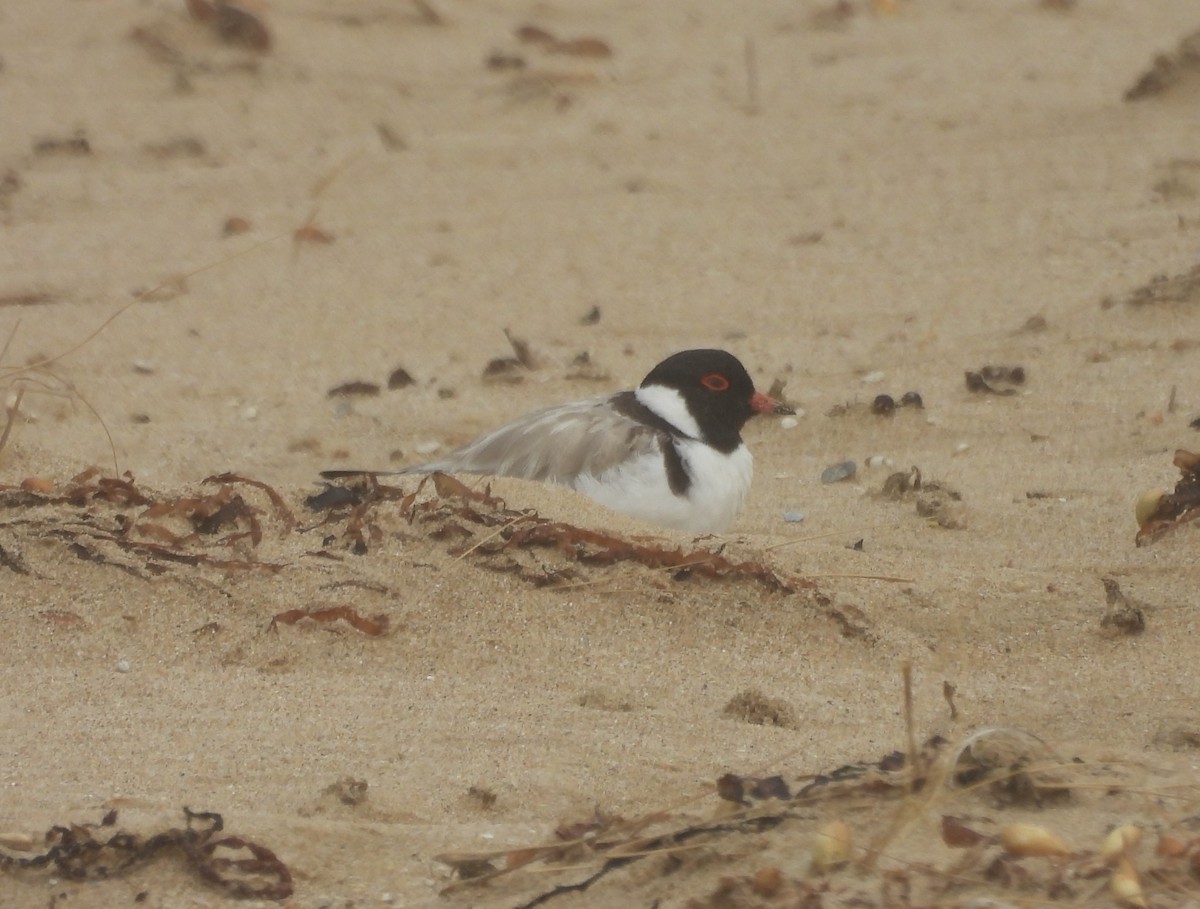 Hooded Plover - ML630517598