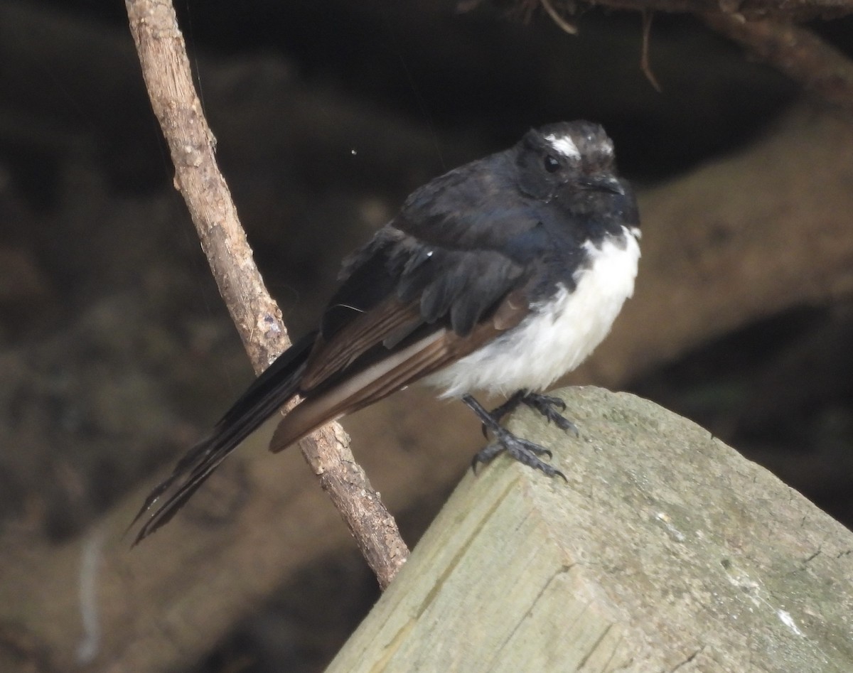 Willie-wagtail - ML630517614
