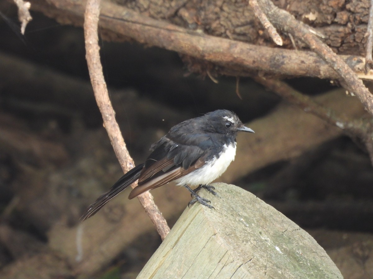 Willie-wagtail - ML630517615